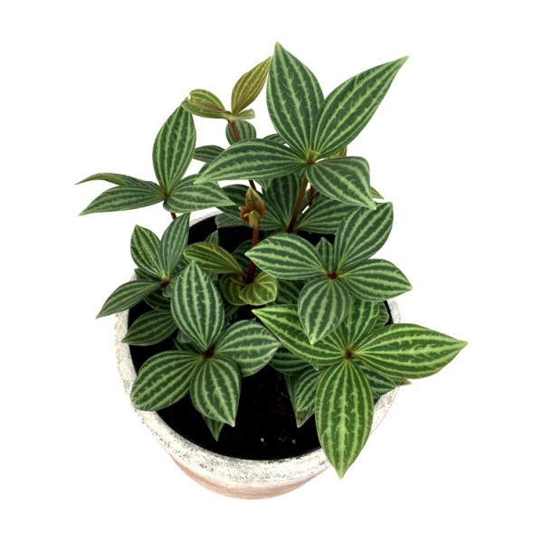Peperomia Puteolata plant